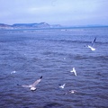 45 More seagulls