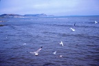45 More seagulls