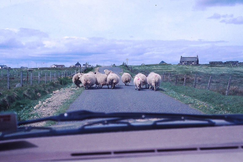 52 Sheep on the road.jpg