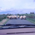 52 Sheep on the road