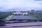 52 Sheep on the road