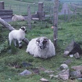 10 Sheep on the roat to Uig Bay