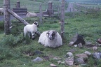 10 Sheep on the roat to Uig Bay