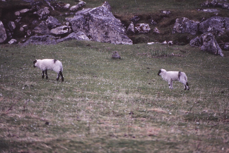 59 With sheep.jpg