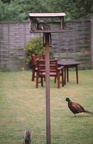28 Squirrels and pheasant at no. 35