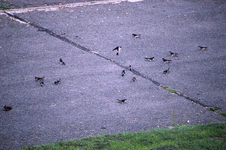 40 Housemartins at no. 35