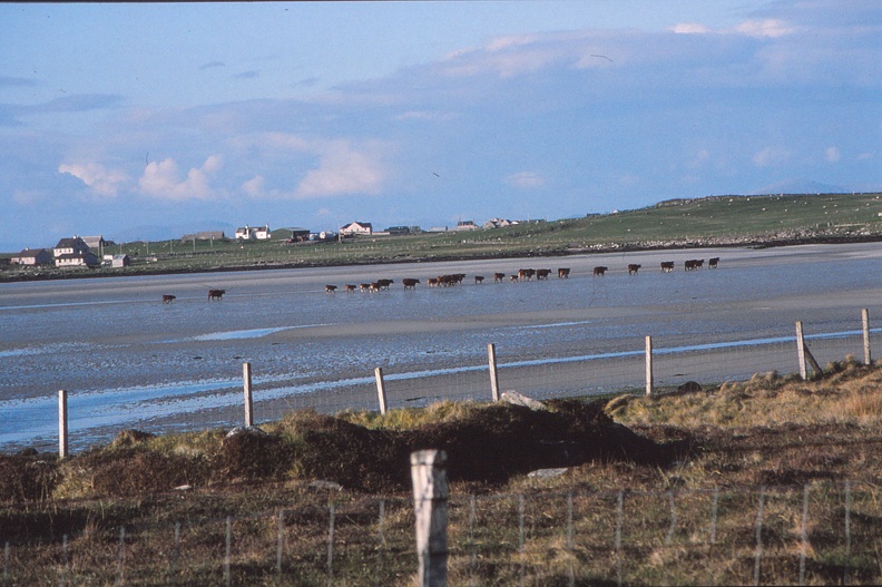 36 Cattle going home across the Vallay strand.jpg