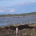 36 Cattle going home across the Vallay strand