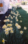 61 Daffs in front garden no. 35