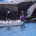 10 Sheep landing in the harbour