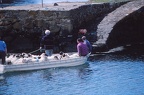 10 Sheep landing in the harbour