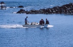 09 Sheep in a boat in Rodel harbour