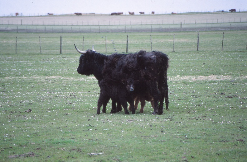 14 Highland cattle on N. Uist.jpg