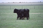 14 Highland cattle on N. Uist