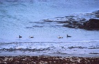 15 Eider ducks