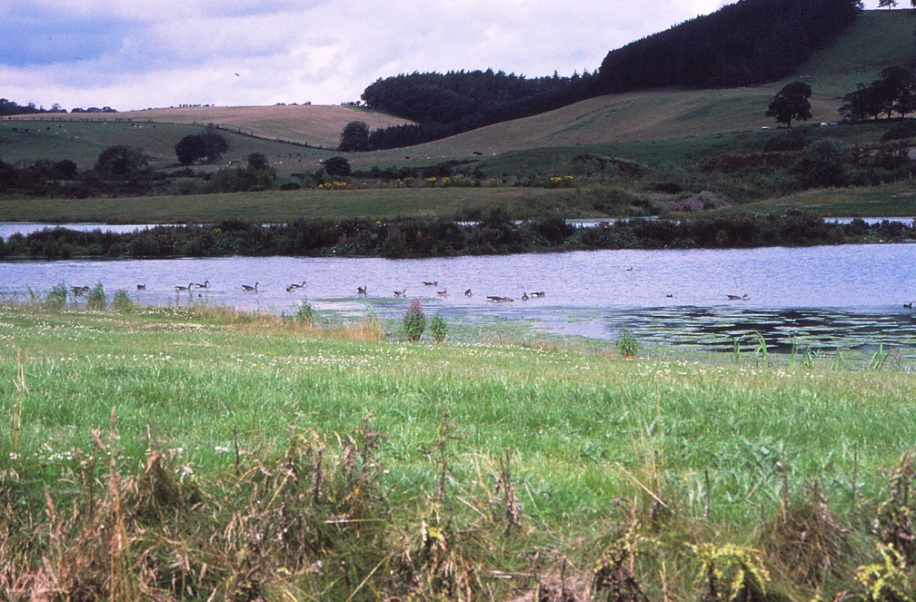 52 Birds on a lake nr. River Breamish caravan site