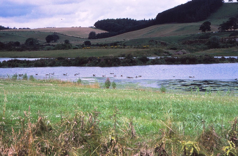 52 Birds on a lake nr. River Breamish caravan site.jpg