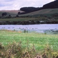 52 Birds on a lake nr. River Breamish caravan site