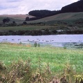 52 Birds on a lake nr. River Breamish caravan site.jpg