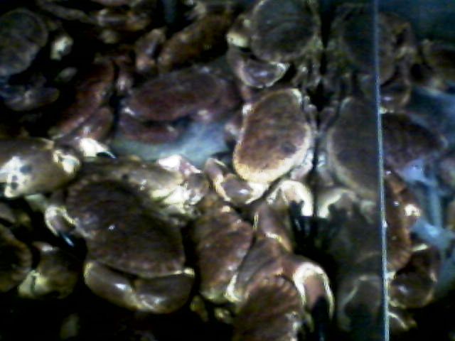 Crabs_in_a_tank_at_Beesands.jpg